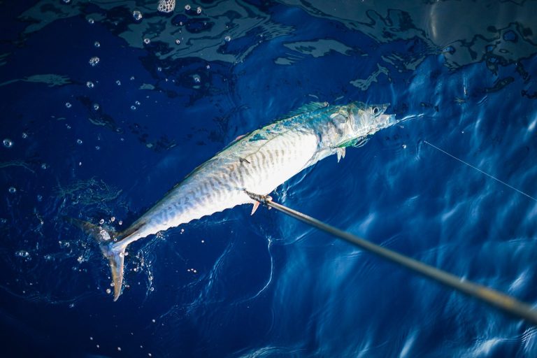 King Mackerel Fishing…..Prep Like A National Champion
