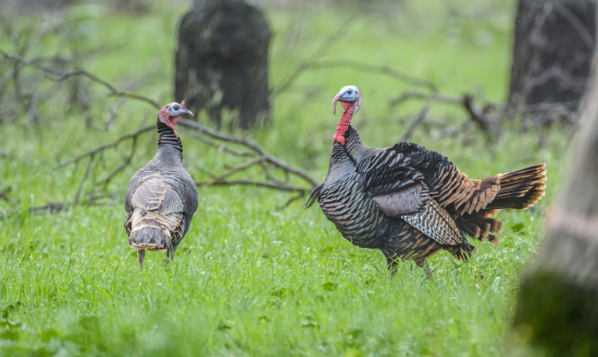 Old Farm Turkeys….Carolina All Out