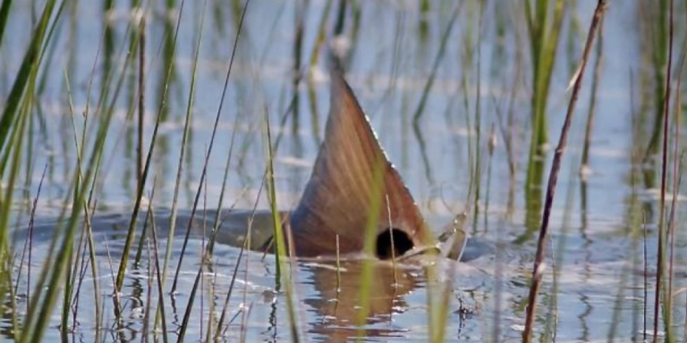 TACKLE BOX TIP: Casting For Tailing Redfish