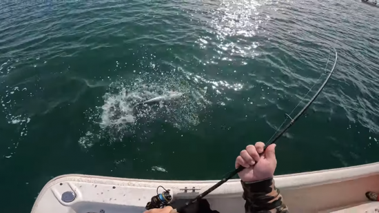 Action At The Cape Lookout Jetty…. Grey Trout & INSANE Albie Runs / Video
