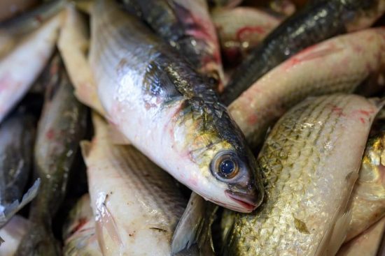 North Carolina’s Conflicting Mullet, Flounder Seasons Signal Bigger Problems