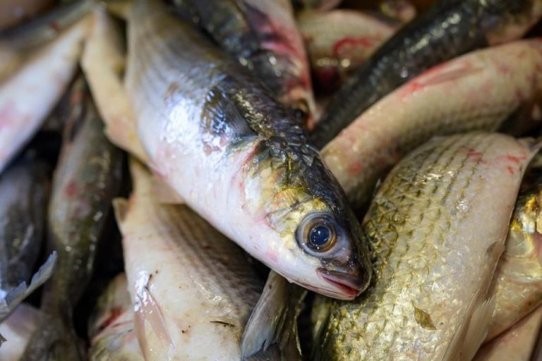North Carolina’s Conflicting Mullet, Flounder Seasons Signal Bigger Problems