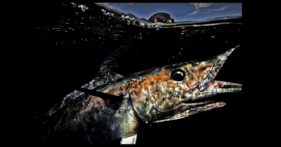 North Carolina Outer Banks Wahoo…..Fast And Furious Fishing