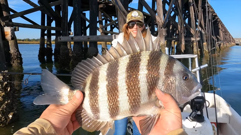 How To Catch SHEEPSHEAD The Easy Way!…Charleston, SC