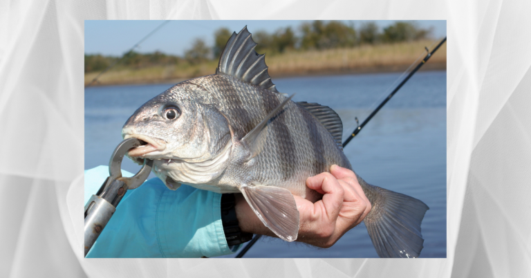 Fishing Winter Black Drum……Look For Structure
