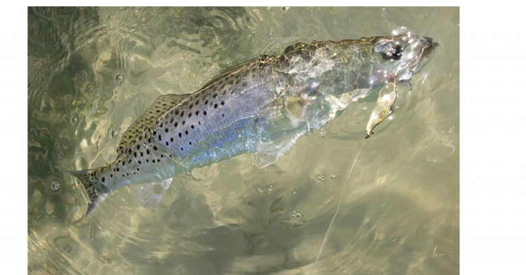 Speckled Trout Fishing Made Easy