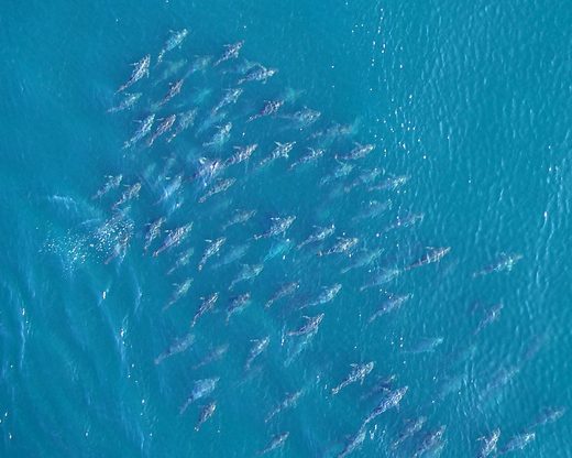 What’s on the line? Atlantic Bluefin Tuna