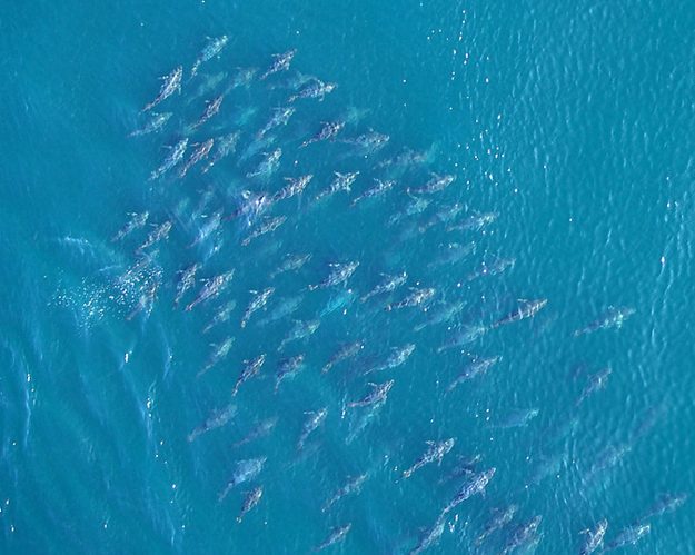 What’s on the line? Atlantic Bluefin Tuna