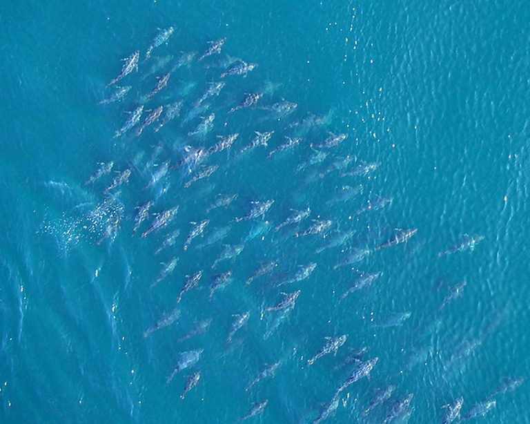 What’s on the line? Atlantic Bluefin Tuna