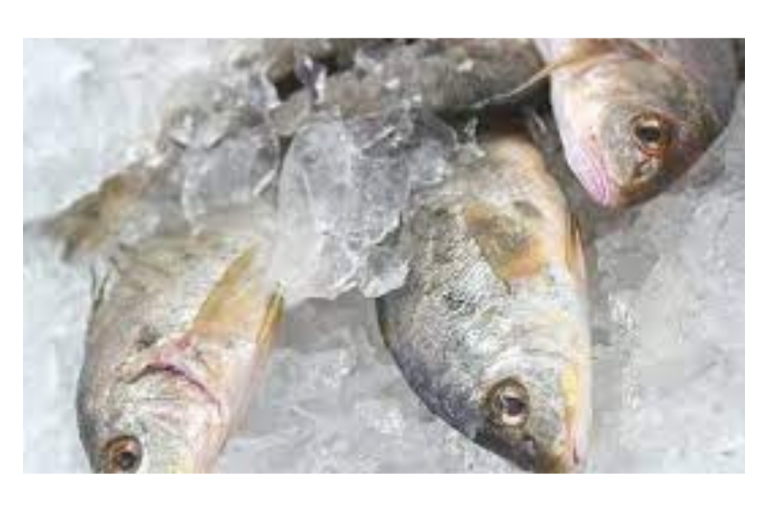 Hook, Line and Sinking: What’s the Future of NC’s Commercial Fishing Industry?