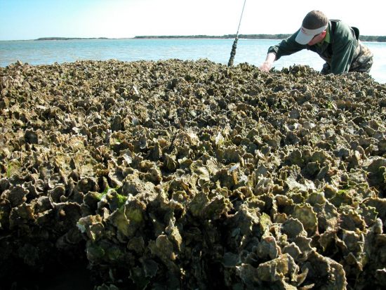 Extensive Study Aims To Help North Carolina Better Manage Fisheries