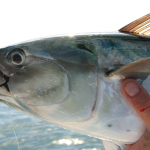 The Bonito Are Coming ……The Fishing Season Is Near