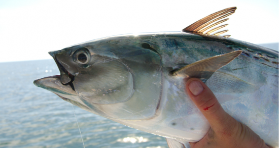 The Bonito Are Coming ……The Fishing Season Is Near