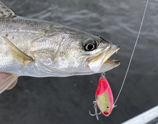 Get To Know The Most Popular Lures, How To Use Them