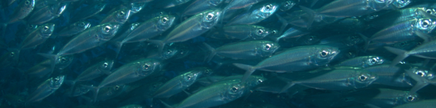 What Happened to the Bait? Fishing Minds Want To Know
