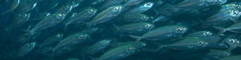 What Happened to the Bait? Fishing Minds Want To Know