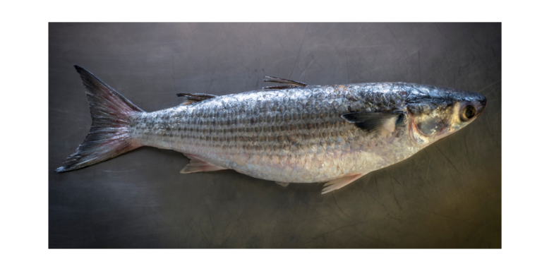 North Carolina’s Striped Mullet Fishermen Hit With New Restrictions