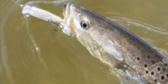 Bam! Rising Water Temps ‘Perfect’ For Targeting Charleston Trout