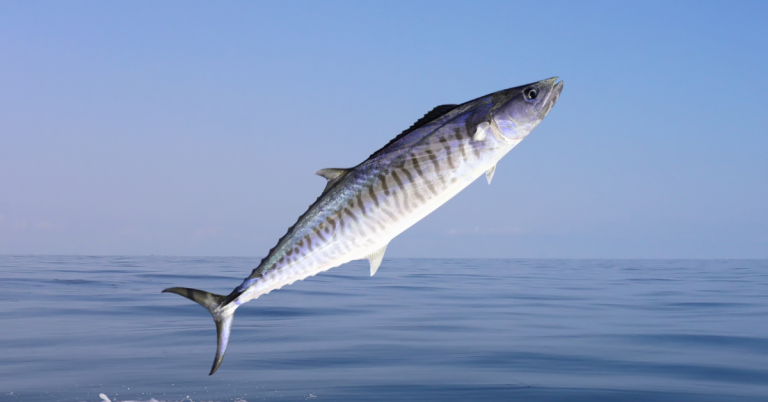 Spanish and King Mackerel Regulations Possibly On the Horizon For East Coast