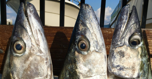 South Atlantic Fishery Meeting on Spanish and King Mackerel Future…. Brings No Answers, Just Arguments