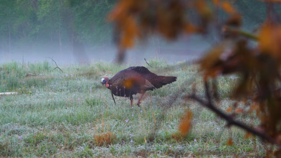Foggy Morning Gobbler…..Carolina ALL OUT
