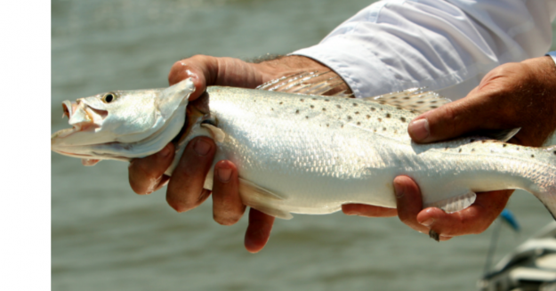 Simple Tactic for Catching More Redfish and Speckled Trout