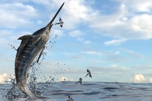 The Best Coastal Fishing Tournaments of the Fall Season