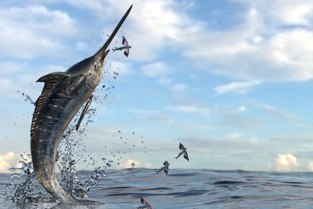 The Best Coastal Fishing Tournaments of the Fall Season