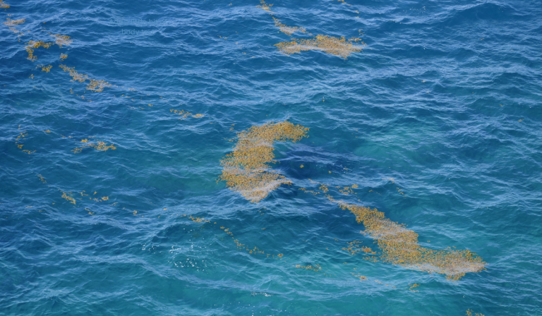 Sargasso Weed Line….. The Offshore Party