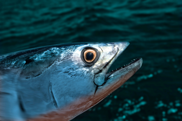 Bonito Fishing – High Speed, Great Action