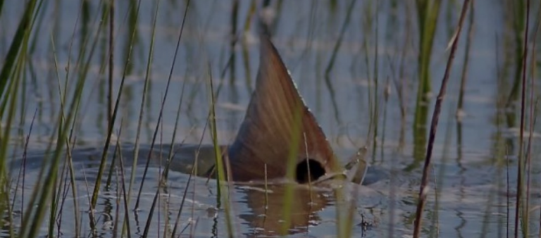 How the Moon Phase Impacts Inshore Fishing
