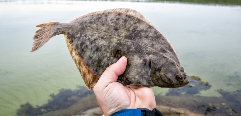 Saltwater Fishing Decline …More Than Overfishing