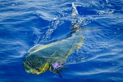 Fishing For Nearshore Mahi