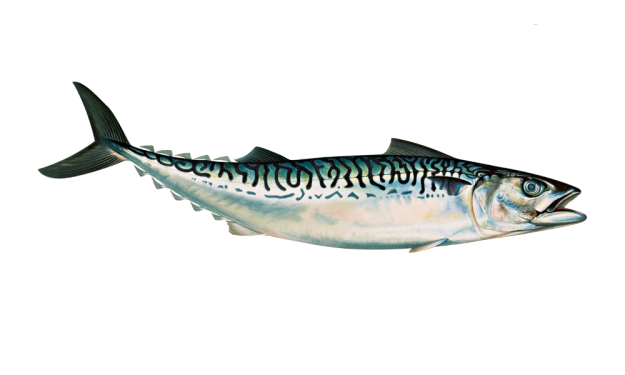Pro Tips For Locating Big King Mackerel