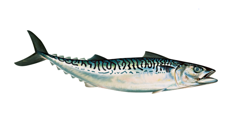Pro Tips For Locating Big King Mackerel