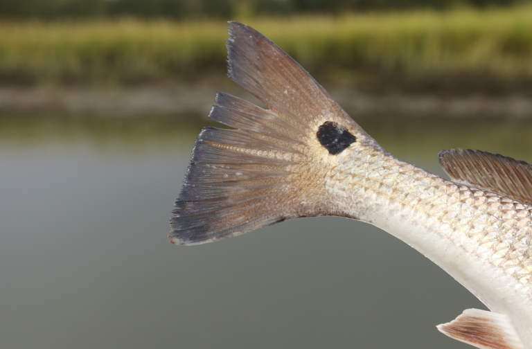 The Best Lures For Late Summer Redfishing