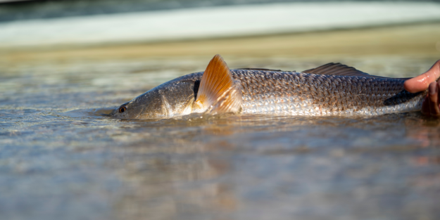 Secrets of Catching Trophy Red Drum