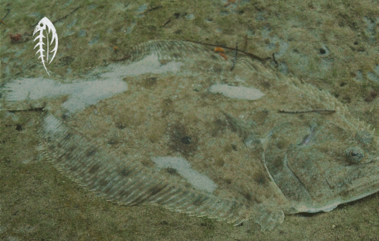 NC’s Saltwater Fishing Report Card