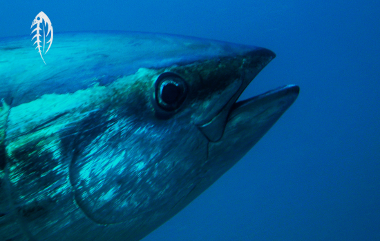 2024 Bluefin Tuna Fishing Season….A Look Back