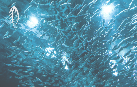 What Drives Fish Migration