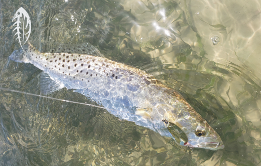 Top Lure Picks For Speckled Trout in 2025