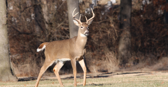 DIY Your Prep For Next Season’s Deer Hunting!