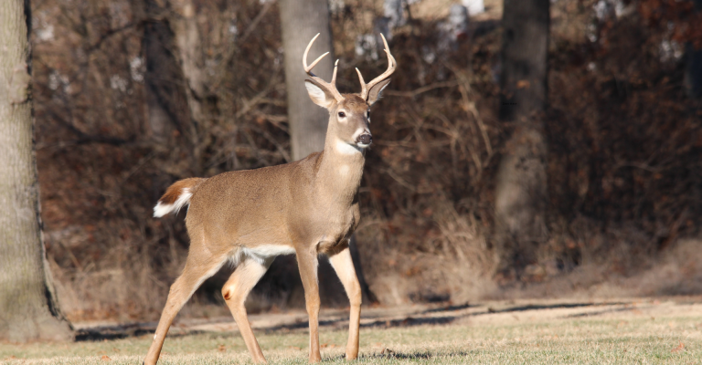 DIY Your Prep For Next Season’s Deer Hunting!