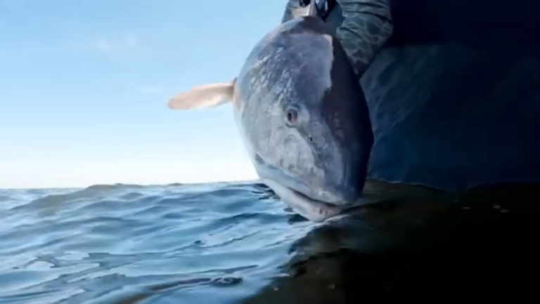 North Carolina’s Red Drum….Let The Recovery Begin