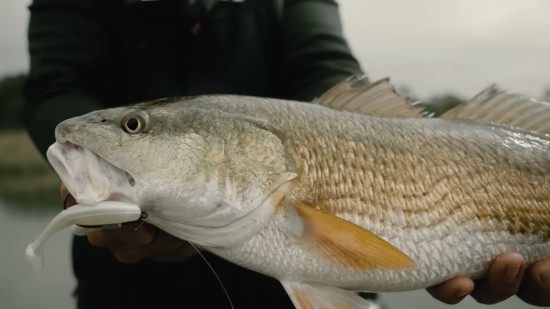 Fishing Tactic For Timid Redfish