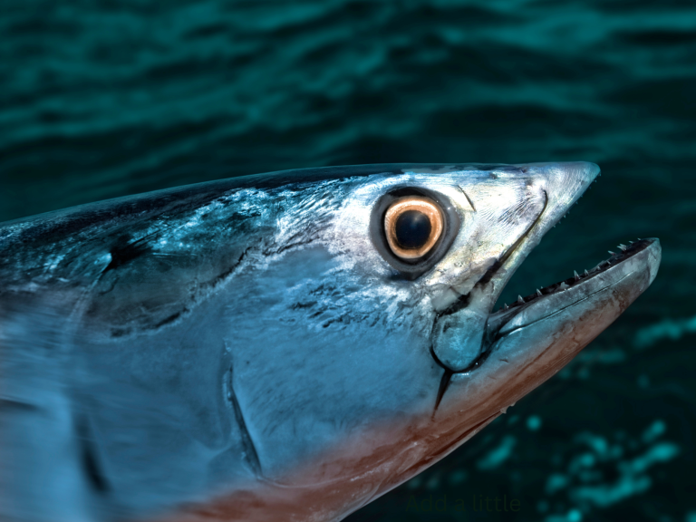Best Lure For Bonito Strikes….Our Guides Choices