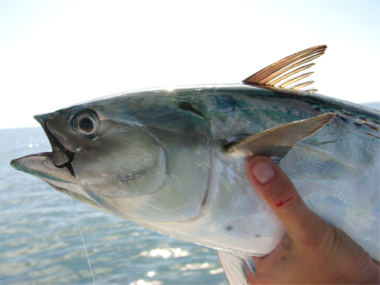 Fishing For Spring Bonito…The Saltwater Rocket