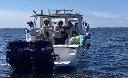 Satellite Tracking Study Aims To Unlock More Red Drum Secrets