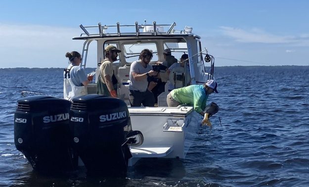 Satellite Tracking Study Aims To Unlock More Red Drum Secrets