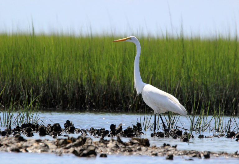 The Value of North Carolina’s Estuaries